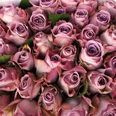 Chelsea Flower Show - Roses Blooming