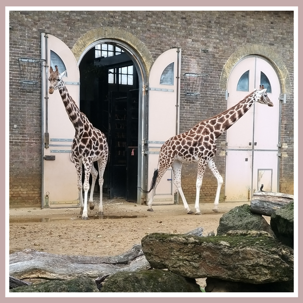 Giraffes at the ZSL London Zoo