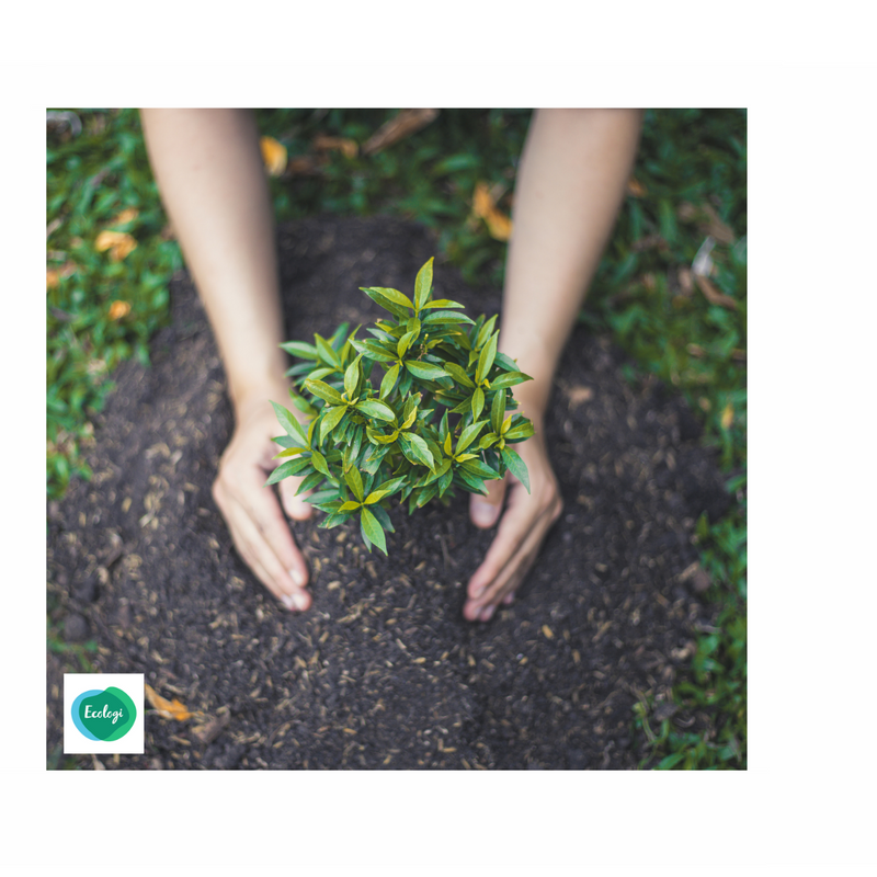 Ecologi Planting One Tree for every Cocorose Order